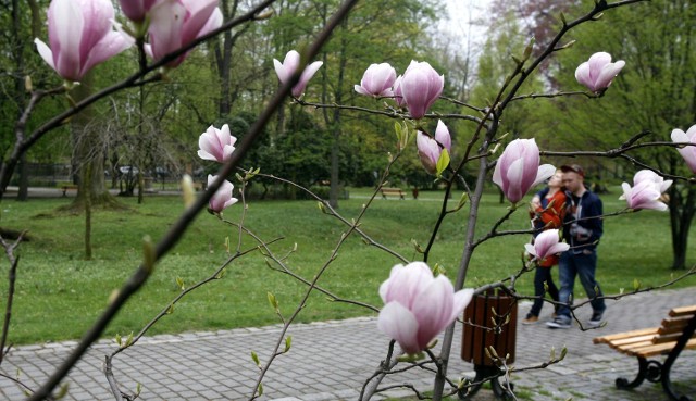 4-5 Maja
Występy amatorskich grup artystycznych.
Dyskoteka plenerowa. Park Sielecki to także wspaniałe miejsce do romantycznych spacerów, jazdy na rolkach czy rowerach. Nie siedźcie w domu!