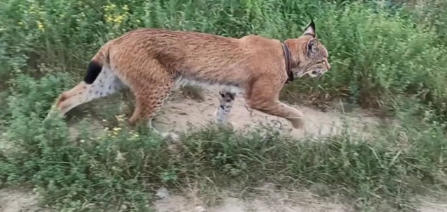 Ryś spotkany w okolicach Radolina i Białej