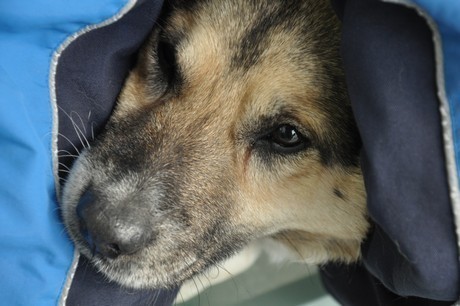 Rok temu pies Baltic został uratowany przez marynarzy