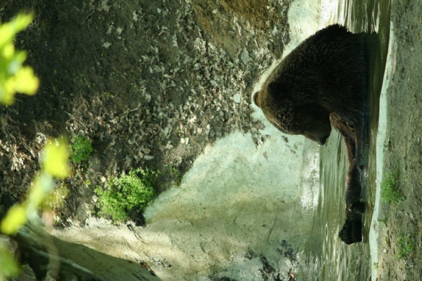 Smutny czas w zoo w Poznaniu. W sobotę zmarli niedźwiedź...