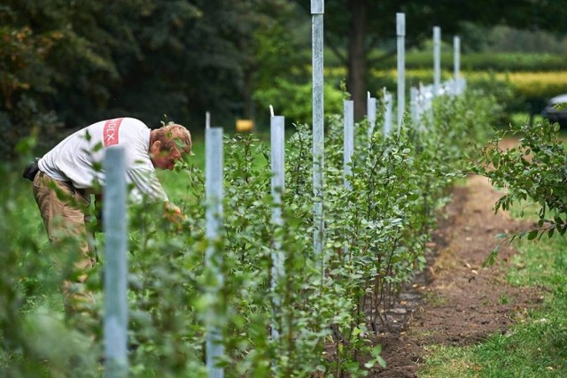 Zielony labirynt w ogrodzie botanicznym w Łodzi musi jeszcze urosnąć