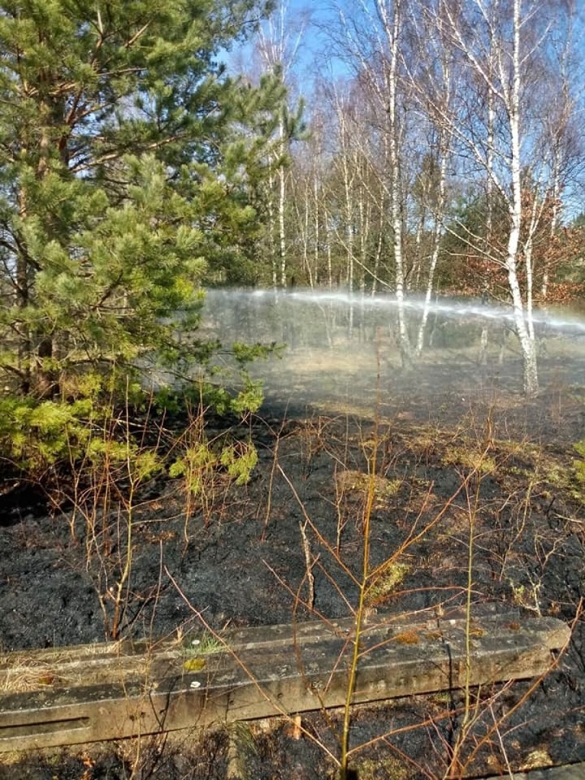 Strażacy gasili pożar poszycia leśnego w Breńsku