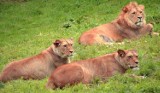 Lwy i tygrysy syberyjskie będą w ZOO w Opolu