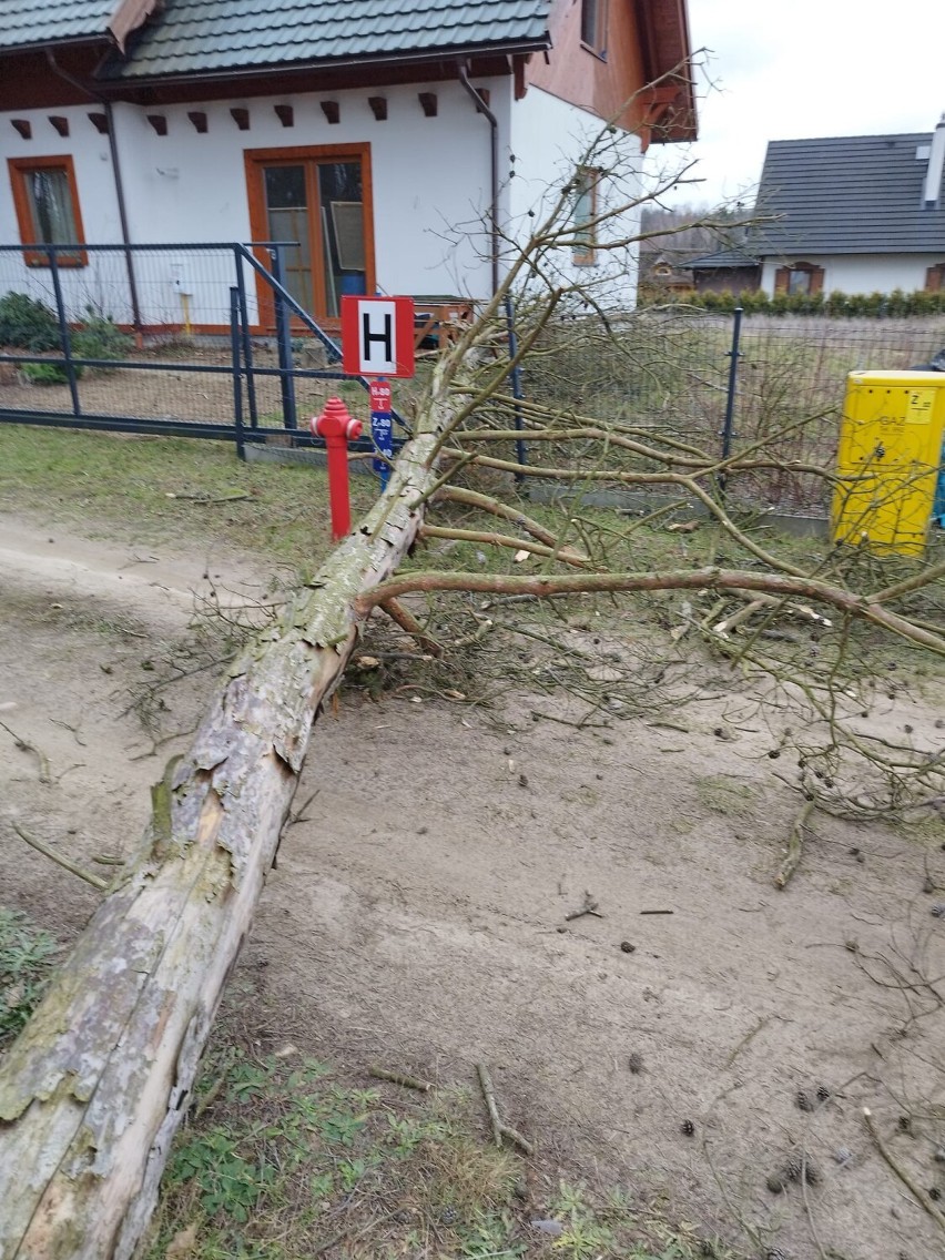 W Przyjaźni powalony konar uszkodził dachówki i ogrodzenie...