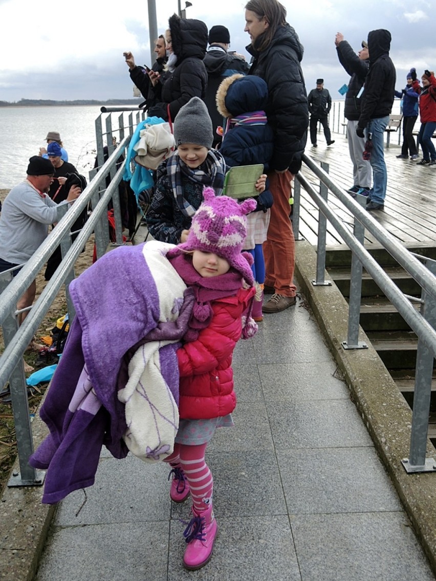 77 morsów weszło dziś w południe do zimnej wody jeziora Miedwie [foto, video]