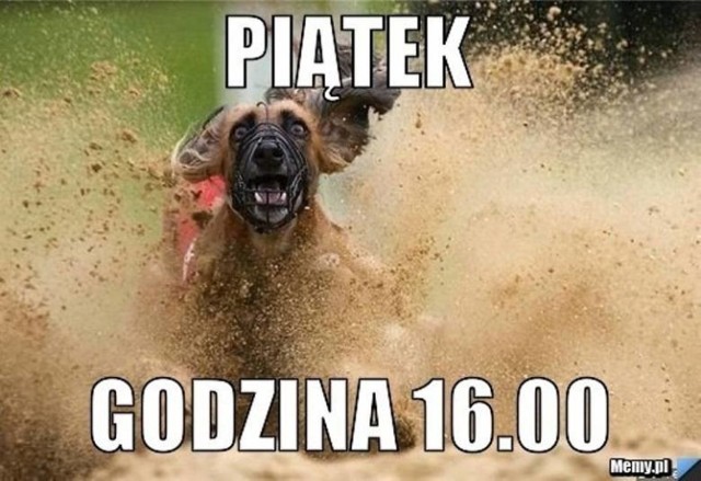 Piątek, piąteczek, piątunio. Czas skończyć pracę i rozpocząć weekend! Zobacz MEMY!