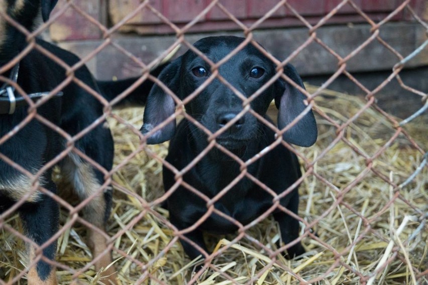 Zamość: psy do adopcji. Te czworonogi czekają w schronisku...