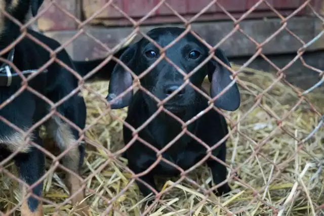 Zamość: psy do adopcji. Te czworonogi czekają w schronisku na nowy dom