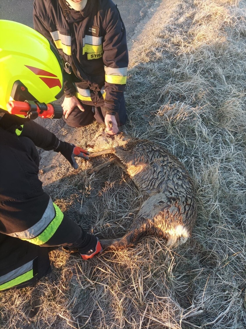 Strażacy ze Skomlina uratowali sarnę, która wpadła do rowu melioracyjnego