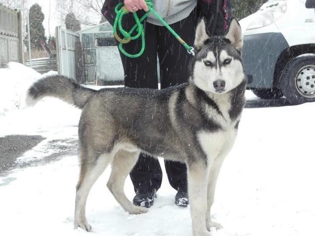 Husky został znaleziony na ul. Krasickiego. To młody samiec w czarnej skórzanej obroży. Szczegółowe informacje uzyskać można pod nr tel. 515 131 350.