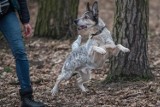 Nie kupuj, adoptuj! Minął rok od śmierci opiekuna Kuby, teraz psiak szuka nowego domu