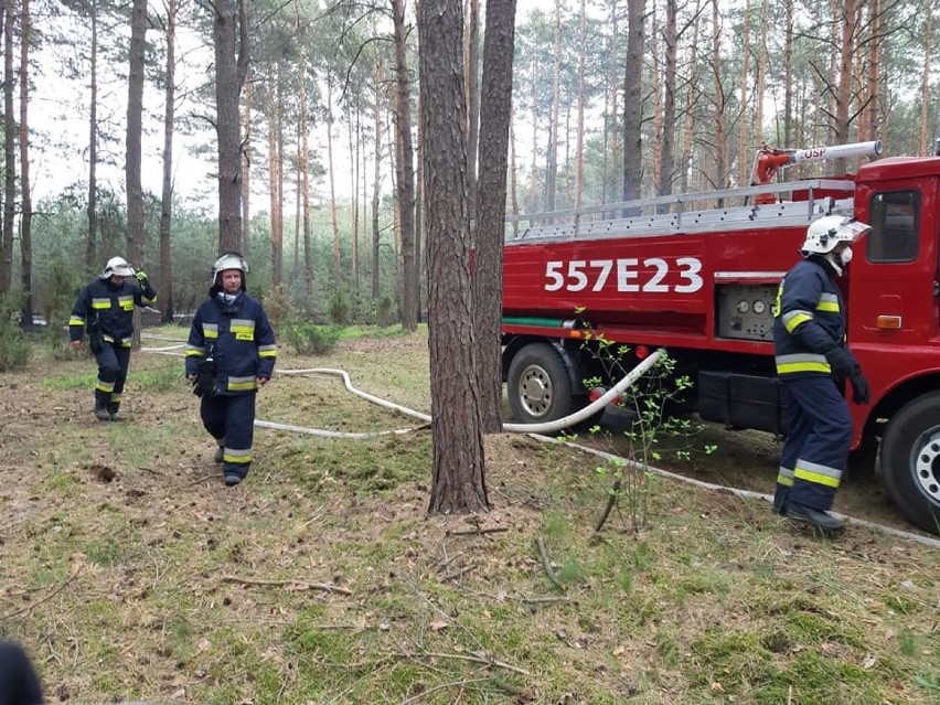 Podpalacz powrócił? Pożar lasu w Strobinie w gminie Konopnica ZDJĘCIA, VIDEO