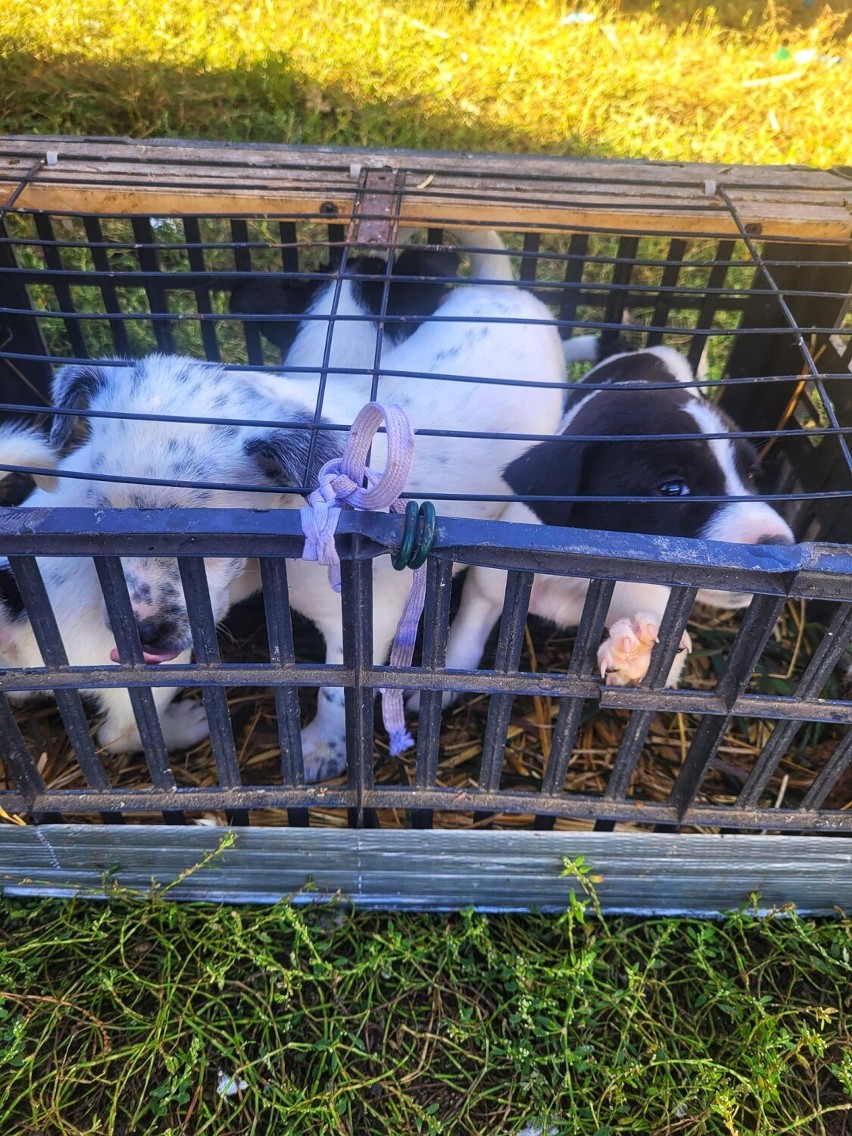 Psy w małej klatce i kury w workach na ziemniaki. Help Animals interweniowało na rynku w Kaliszu. ZDJĘCIA