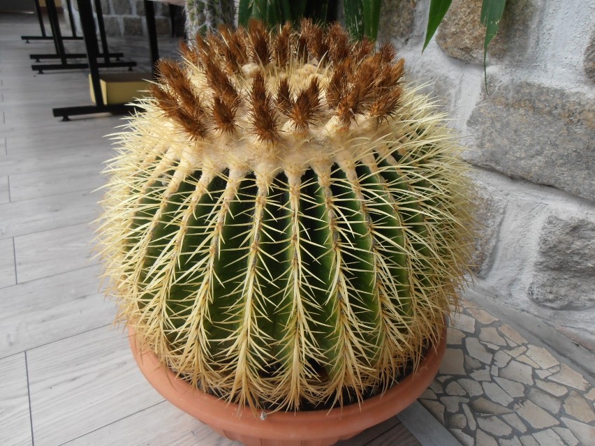 Wystawa kaktusów w zielonogórskiej Palmiarni [zdjęcia]