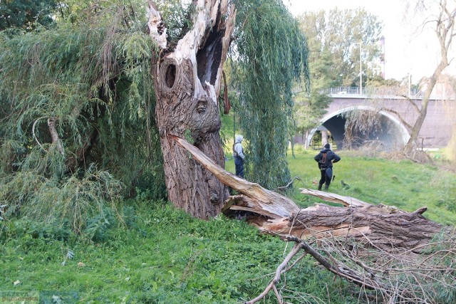 W Parku in. Henryka Sienkiewicza we Włocławku do wycinki przeznaczono kilkadziesiąt drzew. Ponowna ekspertyza 19 drzew wykazała, że kilka uniknie wycinki