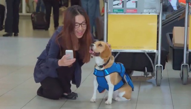 O tym psie marzy każdy z nas! On przyniesie ci zgubioną rzecz [WIDEO]