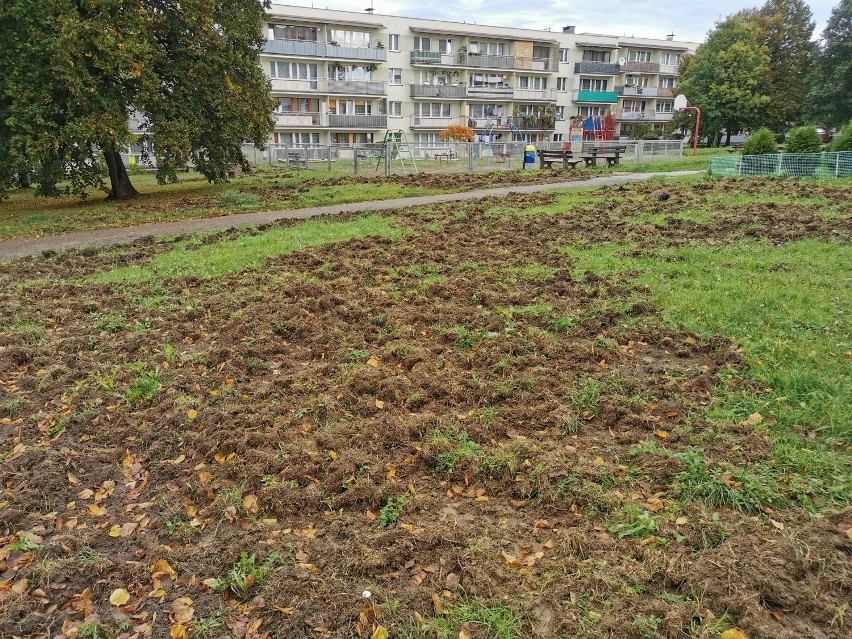 Dziki grasują w centrum Chrzanowa. Buchtują między blokami, poczynają sobie coraz śmielej [ZDJĘCIA]