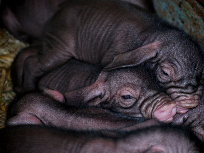 We wrocławskim zoo urodziło się dziesięć świnek maskowych....