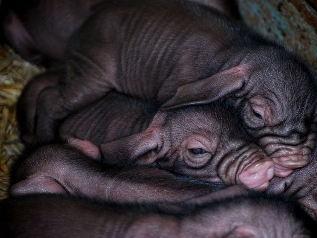 We wrocławskim zoo urodziło się dziesięć świnek maskowych. ...