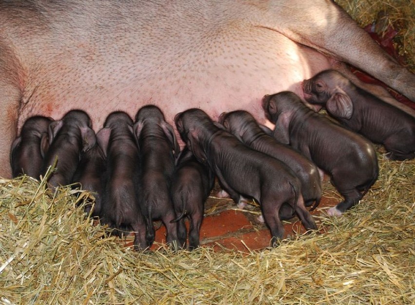 We wrocławskim zoo urodziło się dziesięć świnek maskowych....