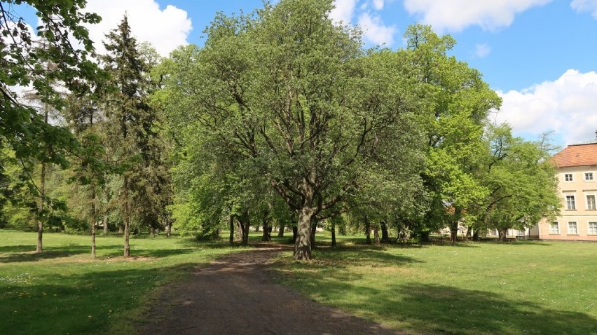 Pawłowice. Park w Pawłowicach to wyjątkowo piękne miejsce w powiecie leszczyńskim. Zachwyca szczególnie wiosną [ZDJĘCIA]