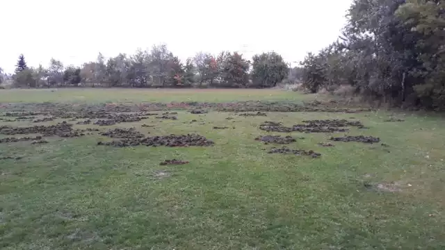 Dziki zryły boisko przy ulicy Słowiańskiej w Wodzisławiu Śl.