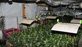 Region. Policjanci znaleźli plantację konopi oraz ponad 200 gramów marihuany