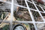Konające zwierzęta pozamykane w klatkach w Wielgowie [wideo, zdjęcia]