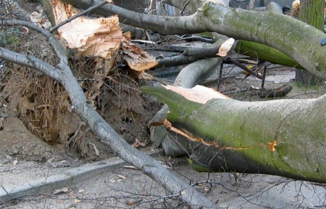 Nowiny Brdowskie: Złamane drzewo spadło na samochód/Zdjęcie ilustracyjne