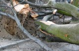 Nowiny Brdowskie: Złamane drzewo spadło na samochód