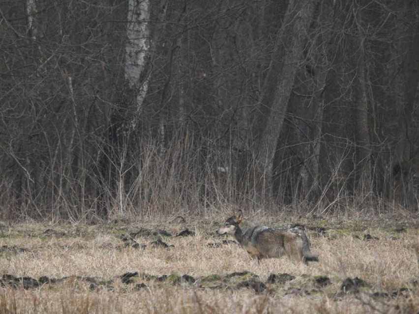 Akcja WWF Godzina dla wilków: Zgasną światła w mieście. Wilki pojawiły się koło Tomaszowa Maz. 