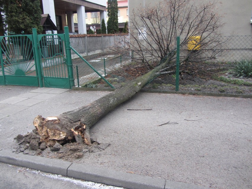 Wichura Ksawery złamała drzewo na ul. Zielonej