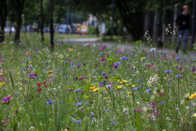 Łąki kwietne, Ochota. W dzielnicy powstaną naturalne łąki kwietne