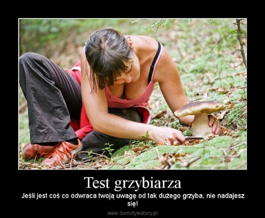 Prawdziwy test grzybiarza! Zobacz MEMY o grzybiarzach!...