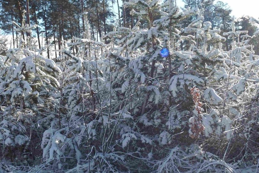 Piękna zima w starachowickich lasach. Sporo osób wybrało się na spacery. Zobacz zdjęcia