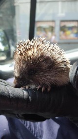 Łódzki Animal Patrol uratował rodzinę jeży