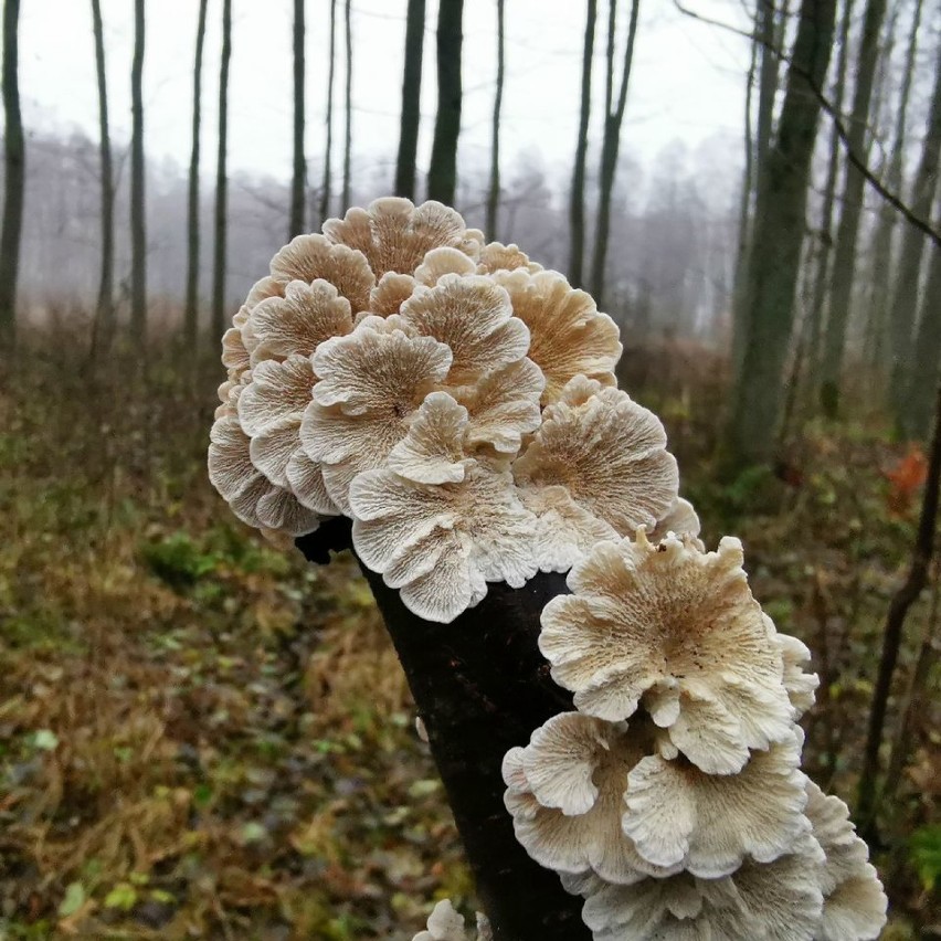 Fałdówka kędzierzawa