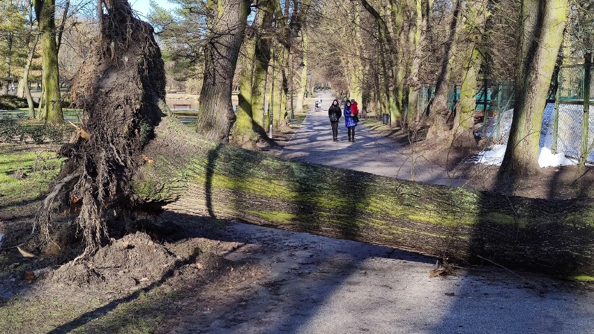 Wyrwane drzewa i połamane konary w parku ks. Poniatowskiego...