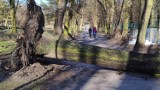 Fatalna sytuacja w parku Poniatowskiego w Piotrkowie. Wciąż nie usunięto zniszczeń po wichurach ZDJĘCIA