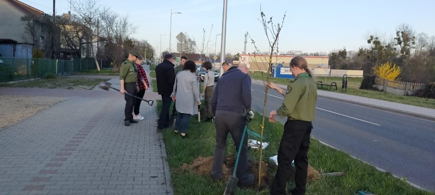 Zazieleniają Lubliniec z okazji 750-lecia miasta