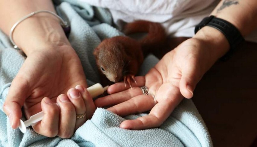 Pani Katarzyna walczy o życie małej wiewiórki [zdjęcia, wideo]