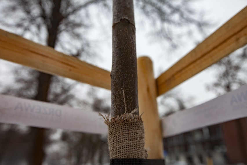 Kraków. Wycięto część drzew przy ul. Bulwarowej. Powodem miał być ich słaby stan [ZDJĘCIA]