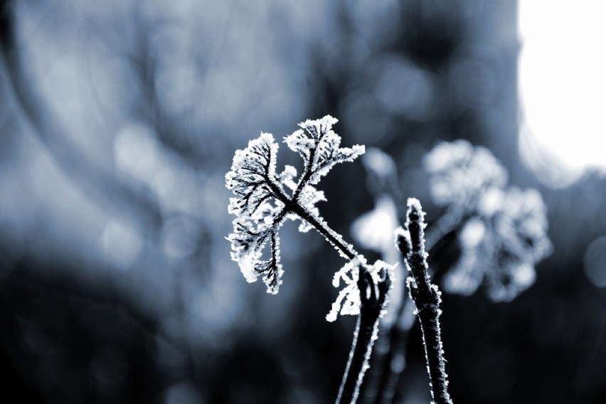 Synoptycy prognozują spadek temperatury powietrza do około -2 °C, a przy gruncie do -5°C