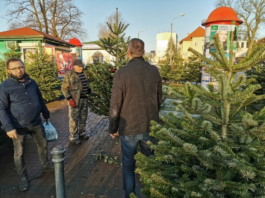 Sprzedaż choinek idzie pełną parą. W Toruniu jest wiele...