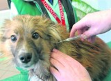 Bezpłatne czipowanie psów w Opocznie. Do udziału w akcji zachęcają urzędnicy