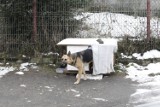 Bezdomny pies nadal wałęsa się po ulicy Kiliana w Opolu 