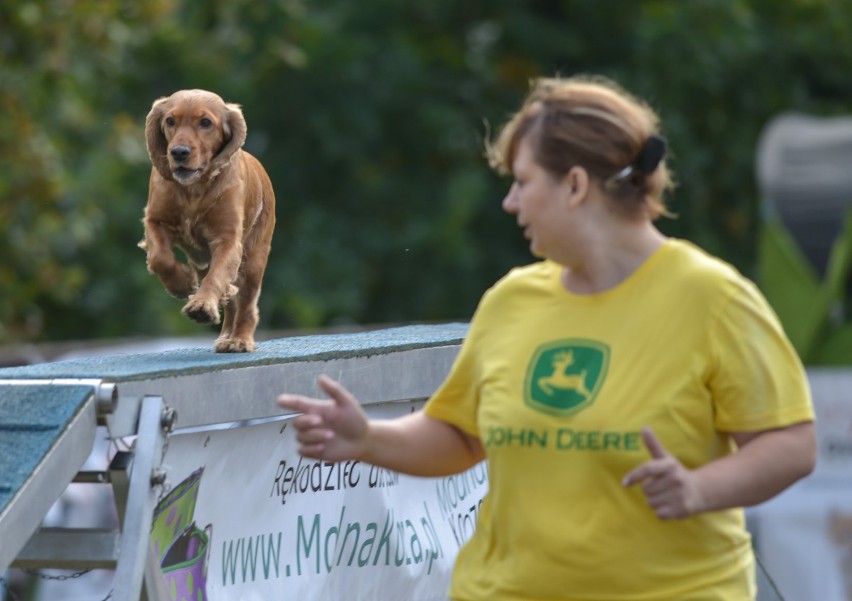 Puchar Bursztynowego Psa 2016. Zawody Agility w Gdyni [ZDJĘCIA]