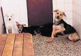 Kraków: kilkanaście zaniedbanych psów mieszkało z właścicielką w jednym pokoju!