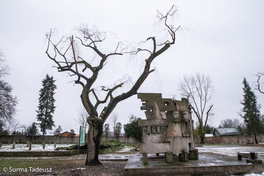 Podpatrzone w Stargardzie: przycinka drzew na cmentarzu wojennym przy ul. Reymonta w Stargardzie