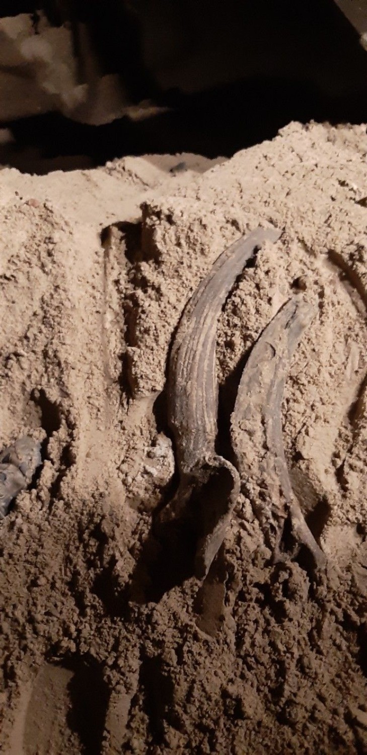 Znalezisko na budowie metra. Na Bródnie wykopano kości tura sprzed ośmiu tysięcy lat